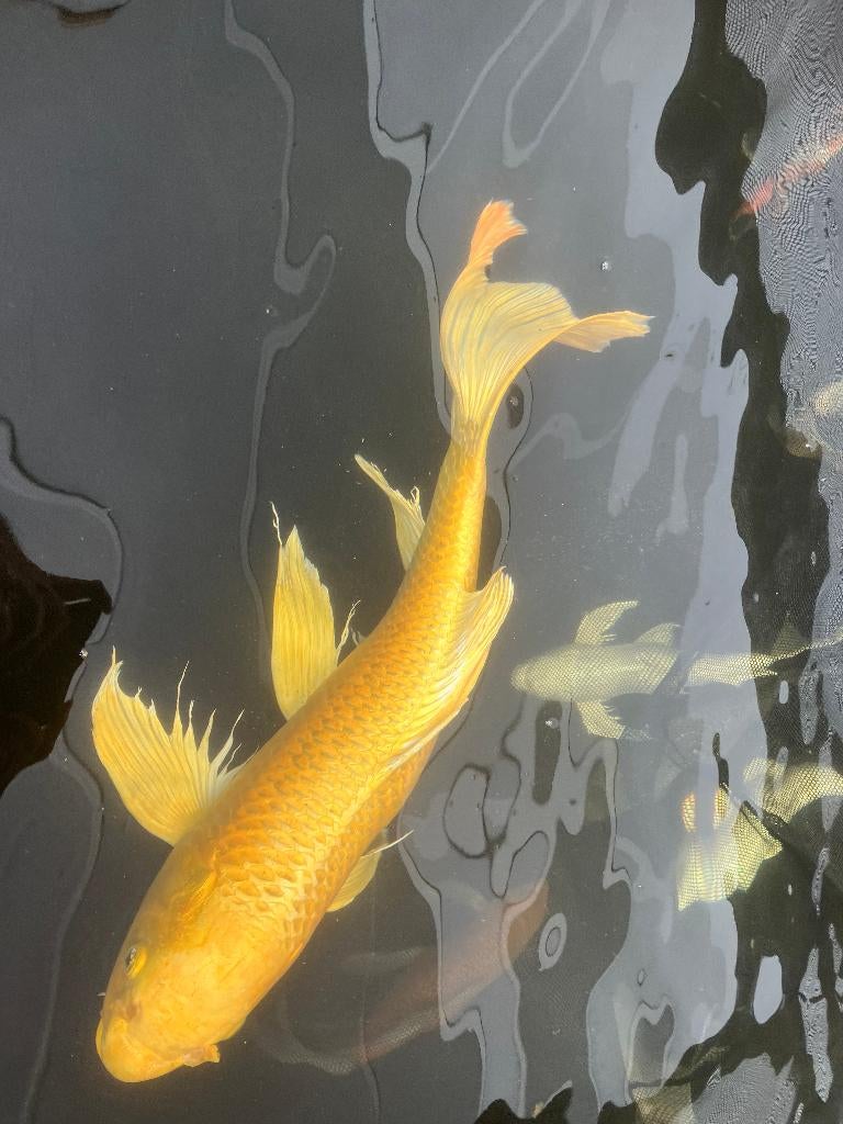 Butterflykoi, Dieren en Toebehoren, Vissen | Vijvervissen, Karper of Koi