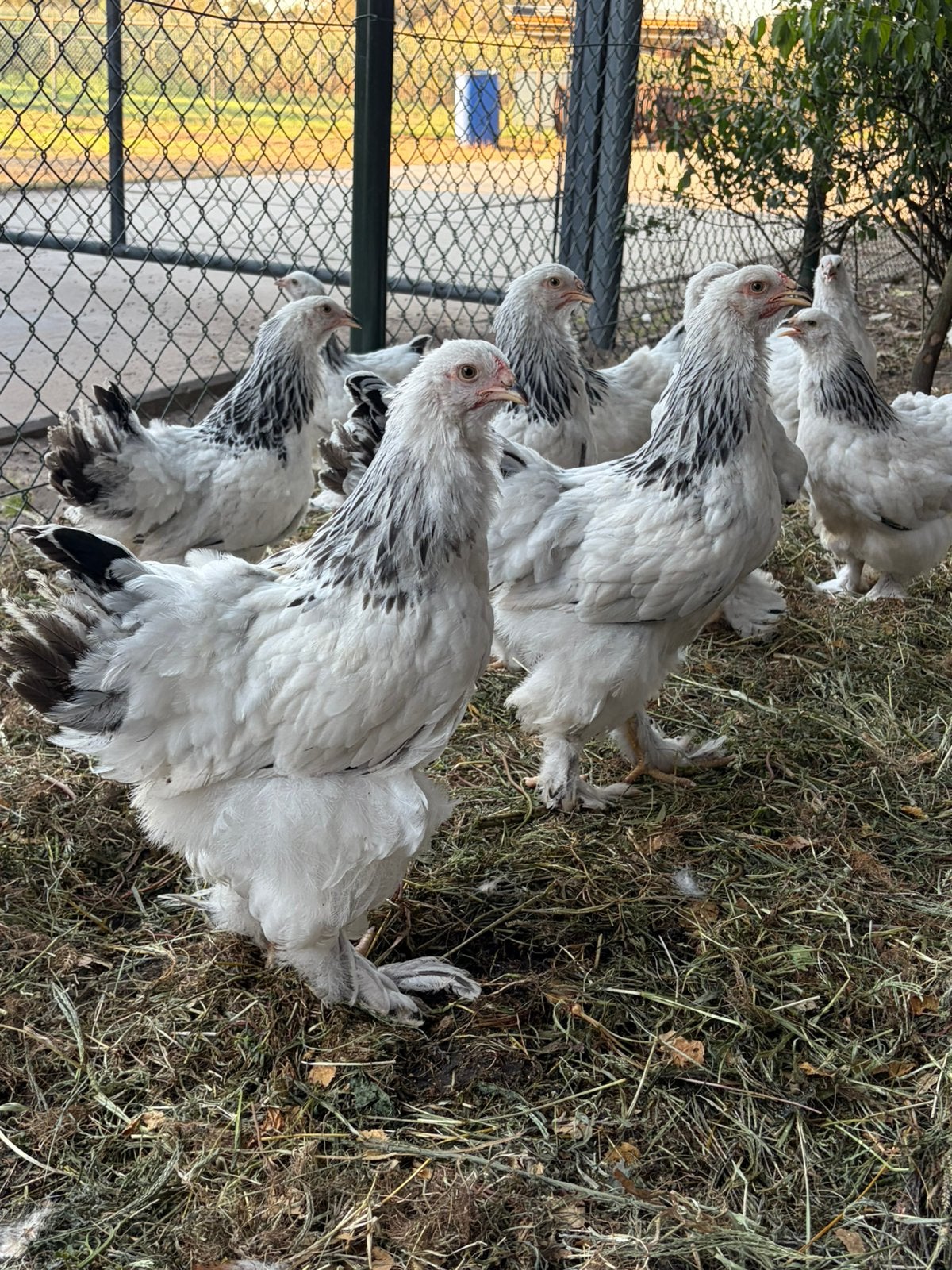 Jonge brahma hanen, Dieren en Toebehoren, Mannelijk, Kip