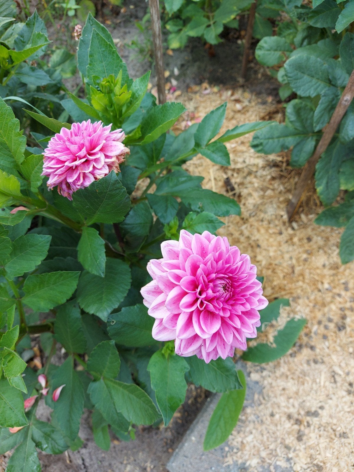 dahlia bollen mix&match moestuin, vd tuin gehaald, Ophalen of Verzenden, Voorjaar, Volle zon, Knol