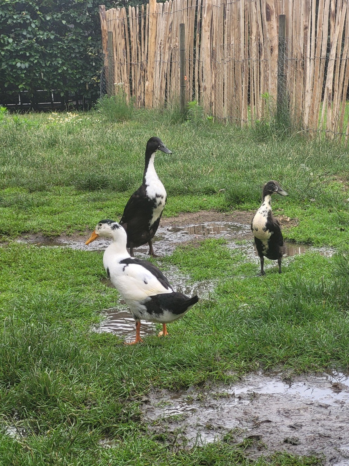 Loopeenden koop en/of ruil, Meerdere dieren, Eend