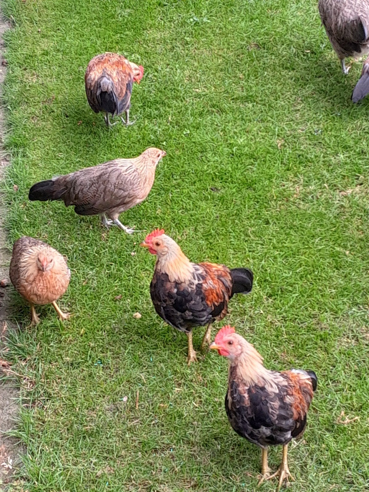 krielkippen hollandse kriel, Dieren en Toebehoren, Mannelijk, Kip