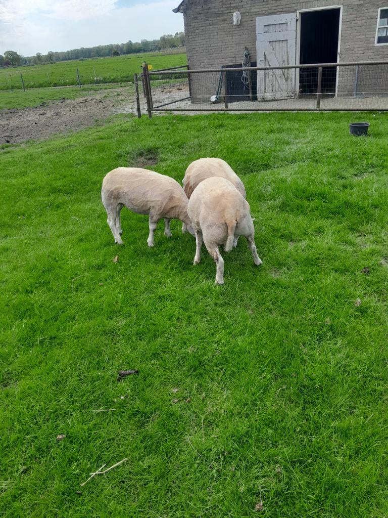 3 schapen te koop ooien, Dieren en Toebehoren, Schapen, Geiten en Varkens, Vrouwelijk, Schaap