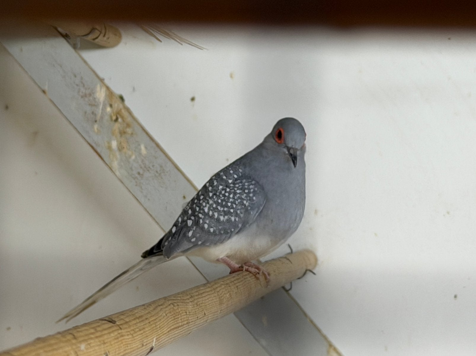 Diamant duiven, Dieren en Toebehoren, Meerdere dieren