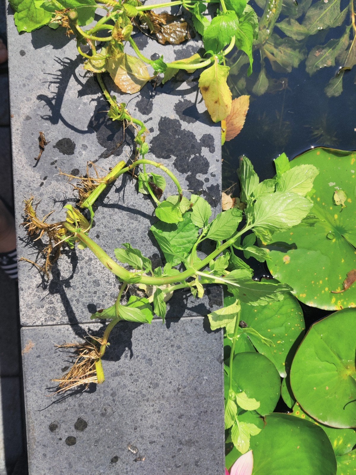 Waterplant , watermunt, Ophalen