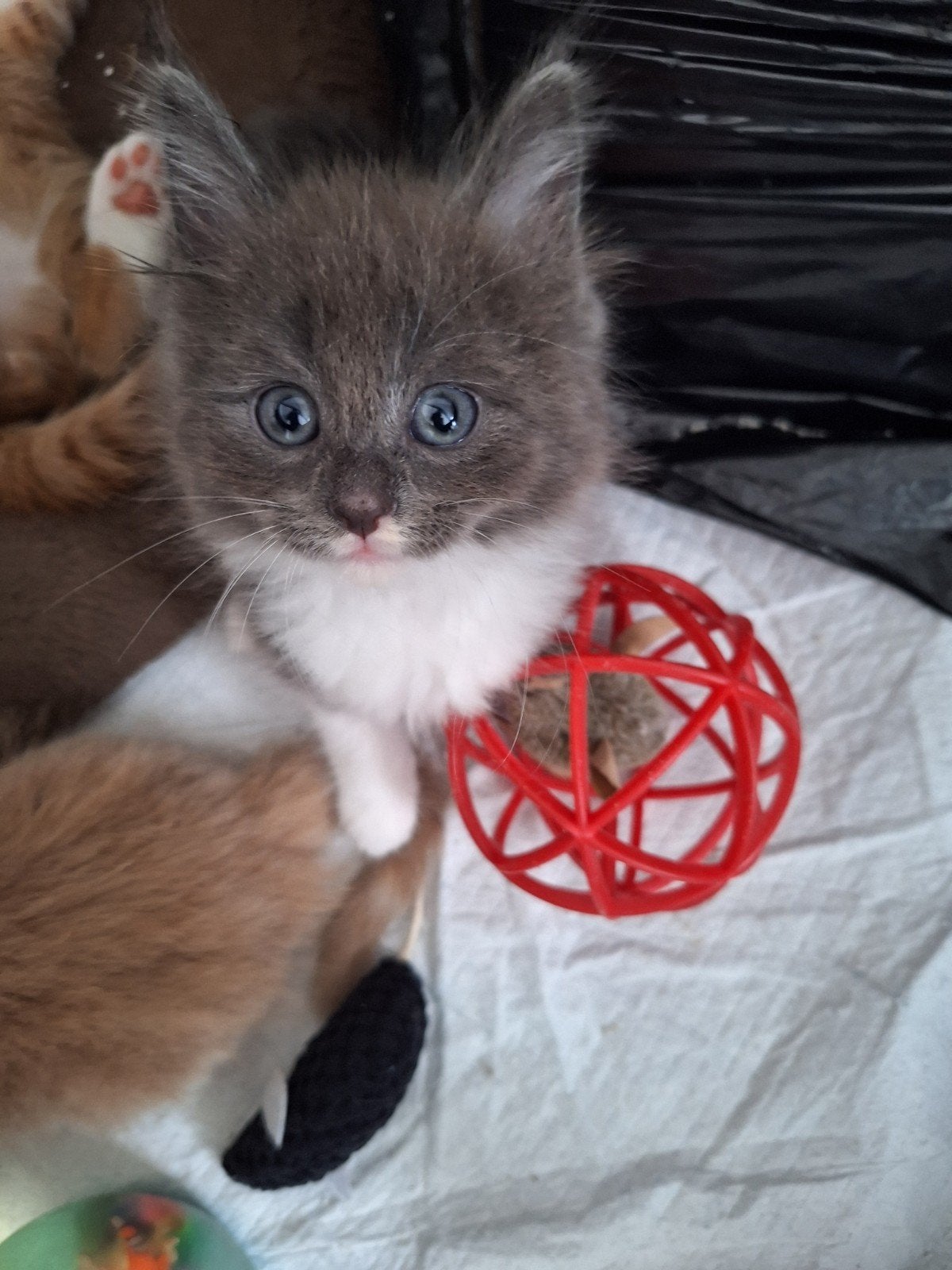 Poesje, Poes, Ontwormd, 0 tot 2 jaar