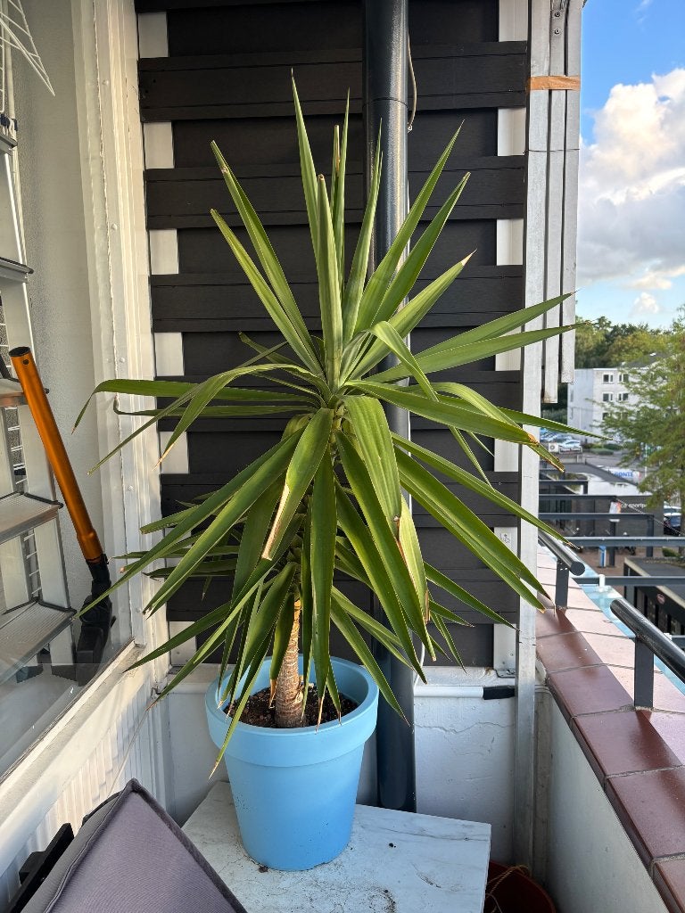 Yucca plant zonder pot, Tuin en Terras, Ophalen, Vaste plant, Overige soorten, Halfschaduw
