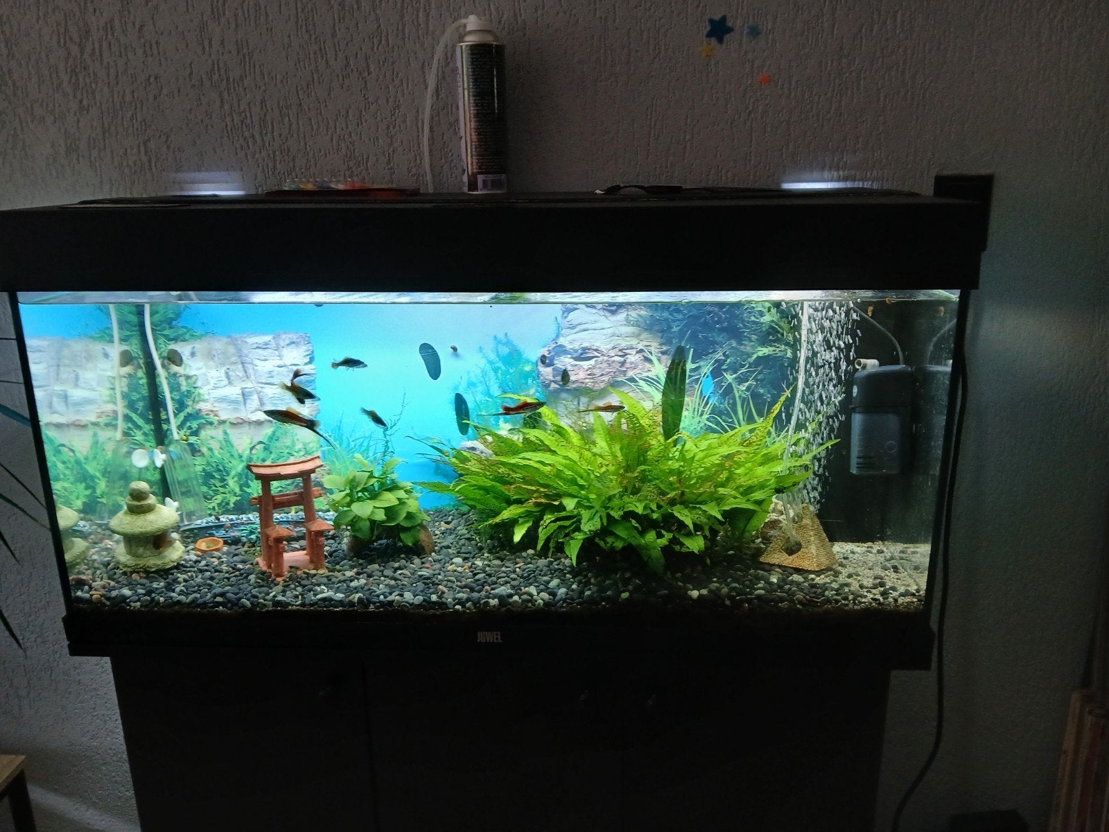 Aquarium, Dieren en Toebehoren, Vissen | Aquaria en Toebehoren, Ophalen of Verzenden