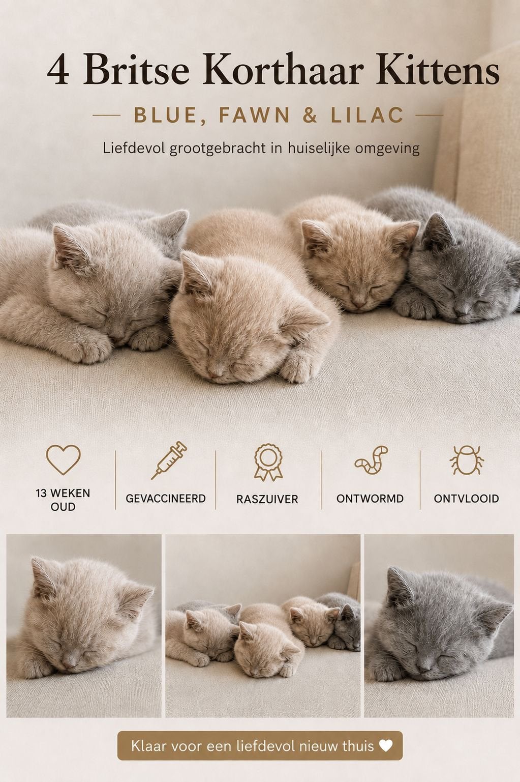 Britse korthaar kittens – blue, fawn & lilac, Meerdere dieren