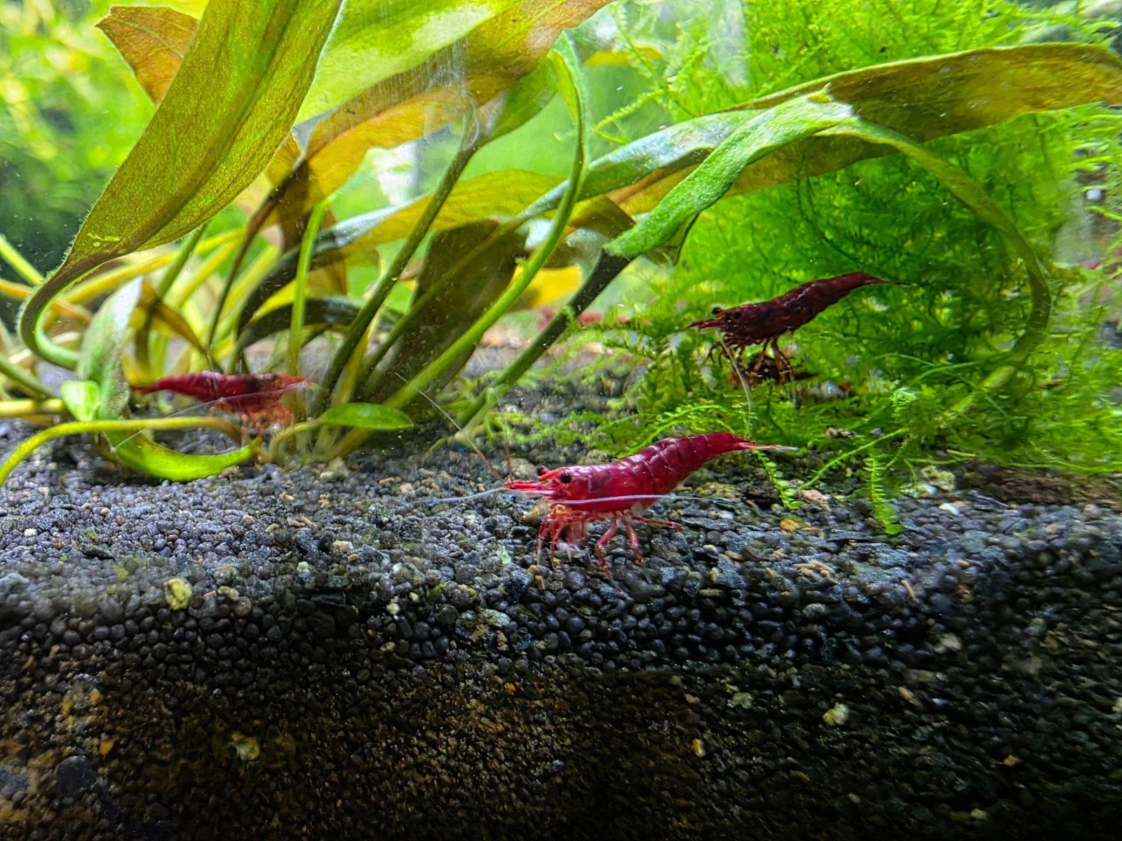 rode caridina garnaal. cherry garnaal, Dieren en Toebehoren, Kreeft, Krab of Garnaal, Zoetwatervis, Schoolvis