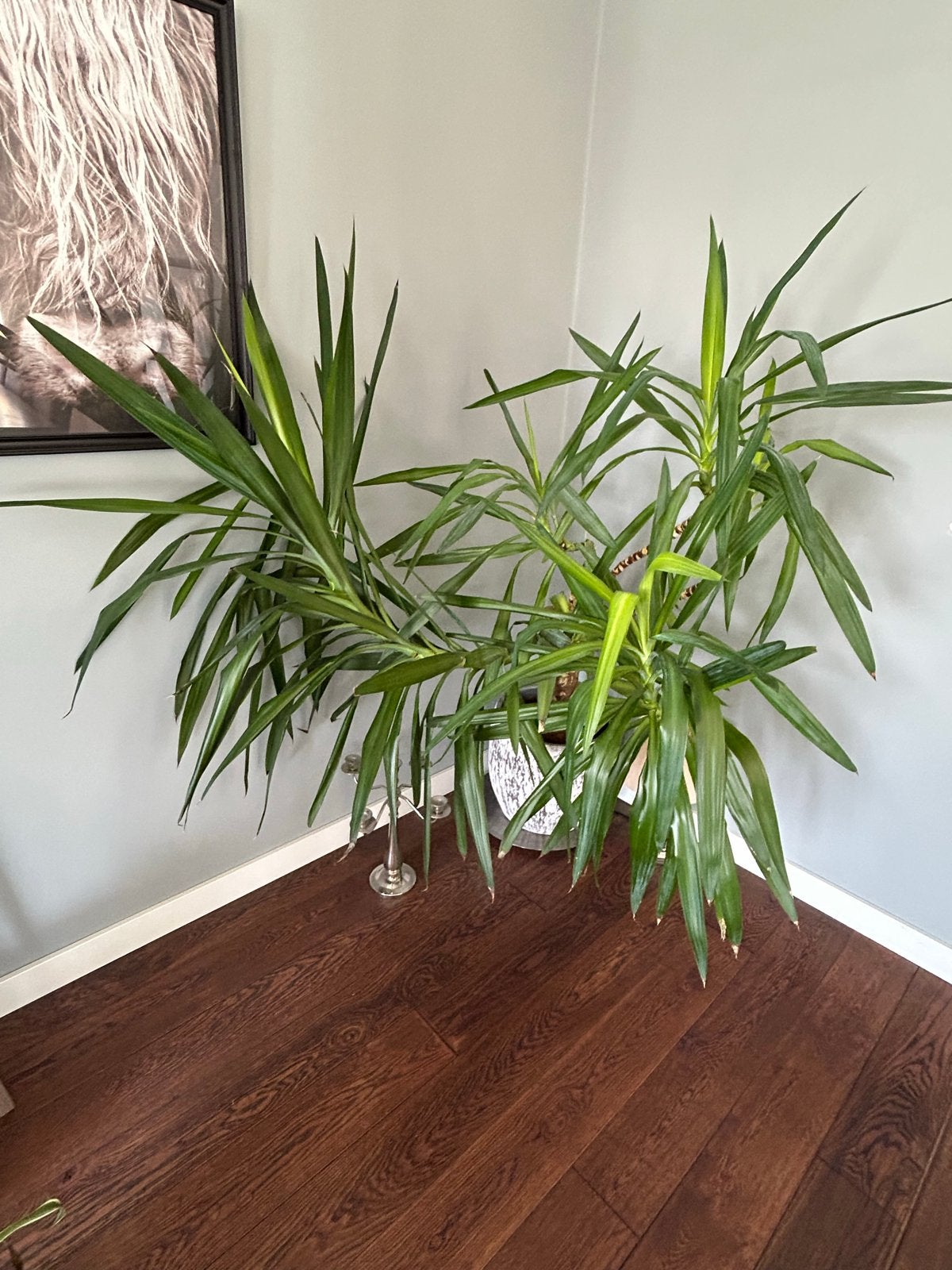 Grote Yucca plant in pot, Ophalen, 100 tot 150 cm, Halfschaduw, In pot