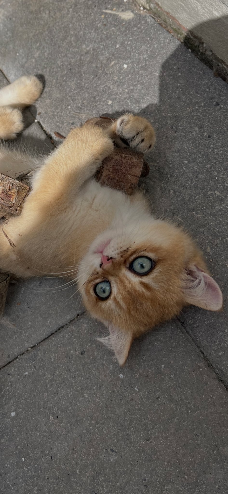 Britse korthaar kittens golden shaded