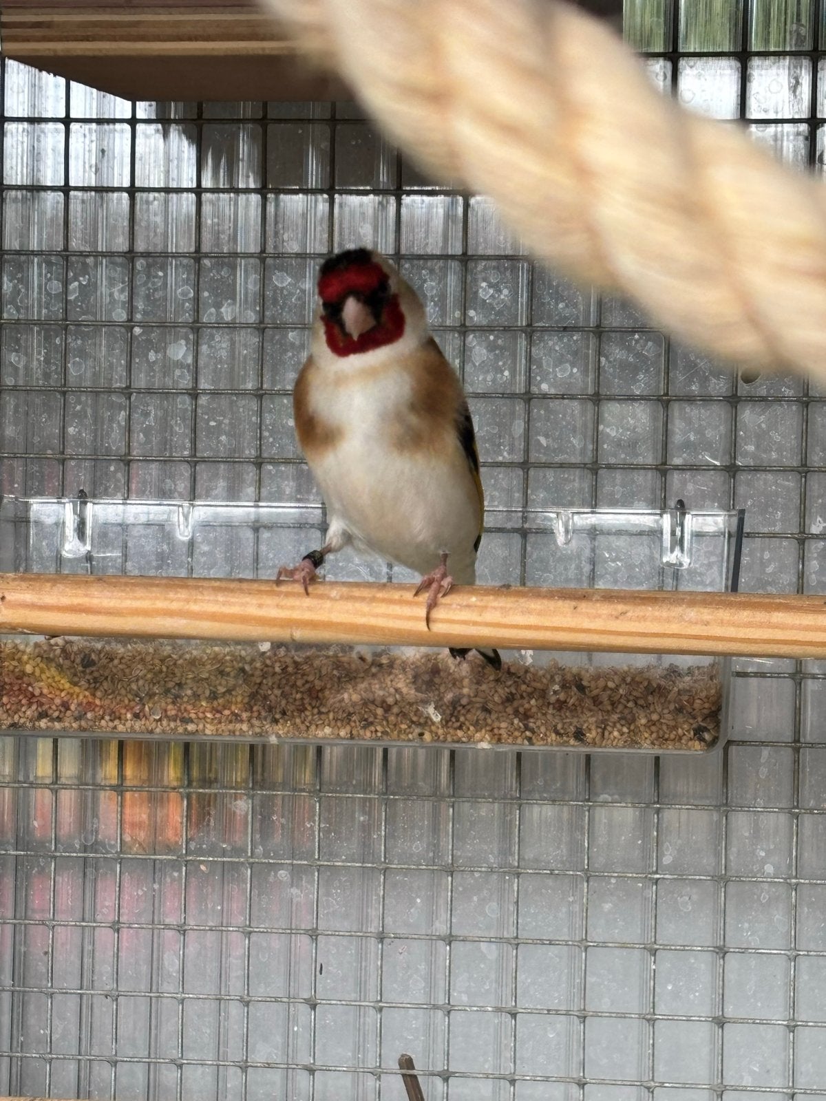 Majoor putter man 2025, Dieren en Toebehoren, Mannelijk, Wildzangvogel