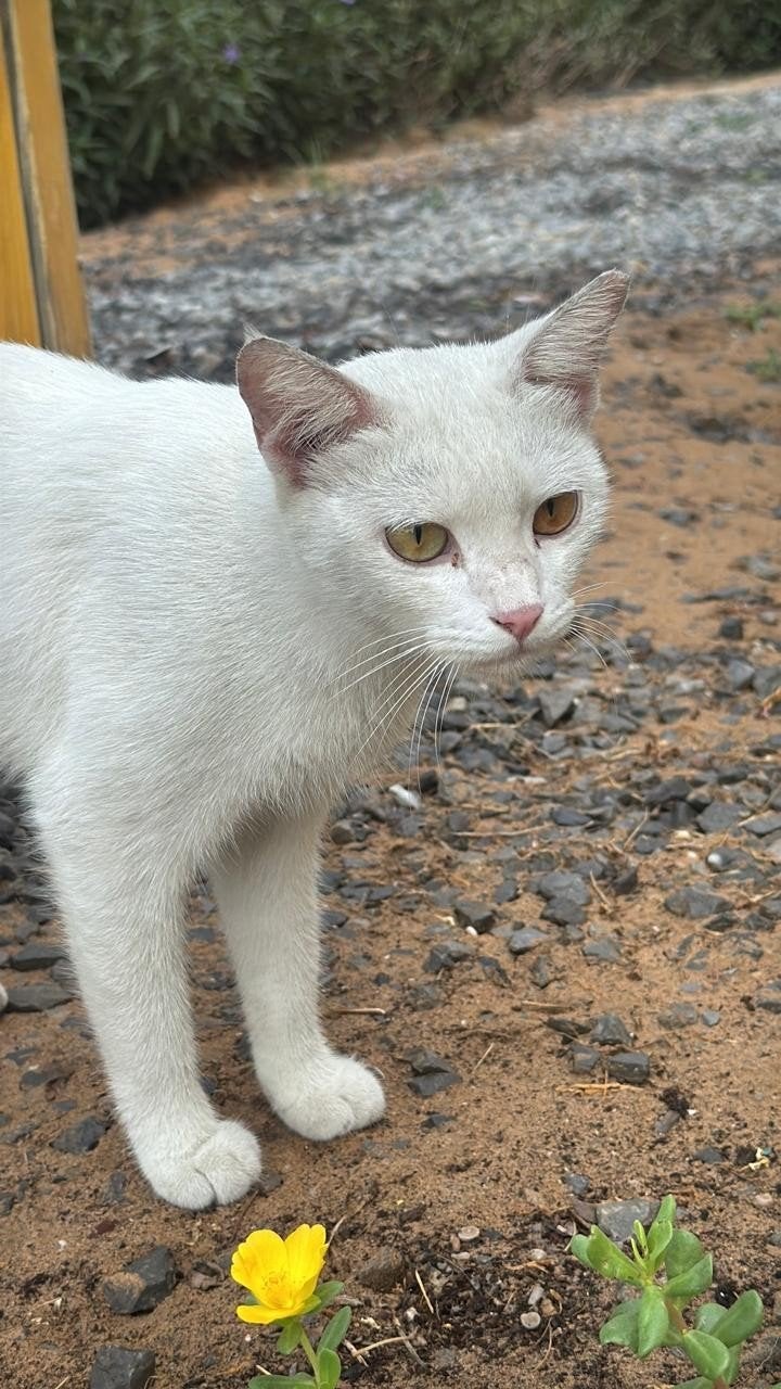 lief thuis gezocht 14 maanden kat, Poes, Kortharig, 0 tot 2 jaar