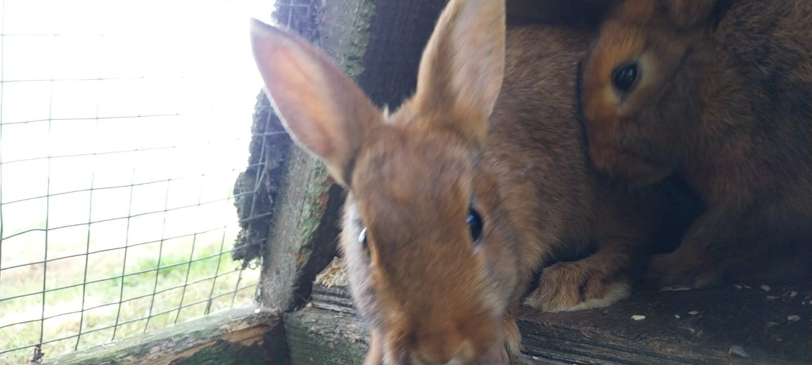 Hollander mix konijntjes, Mannelijk, Middelgroot, 0 tot 2 jaar