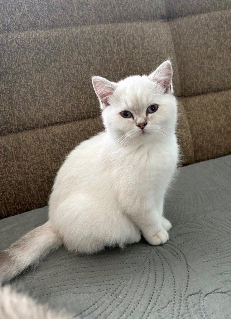 2 Britse Korthaartjes, Kater, Met stamboom, 0 tot 2 jaar