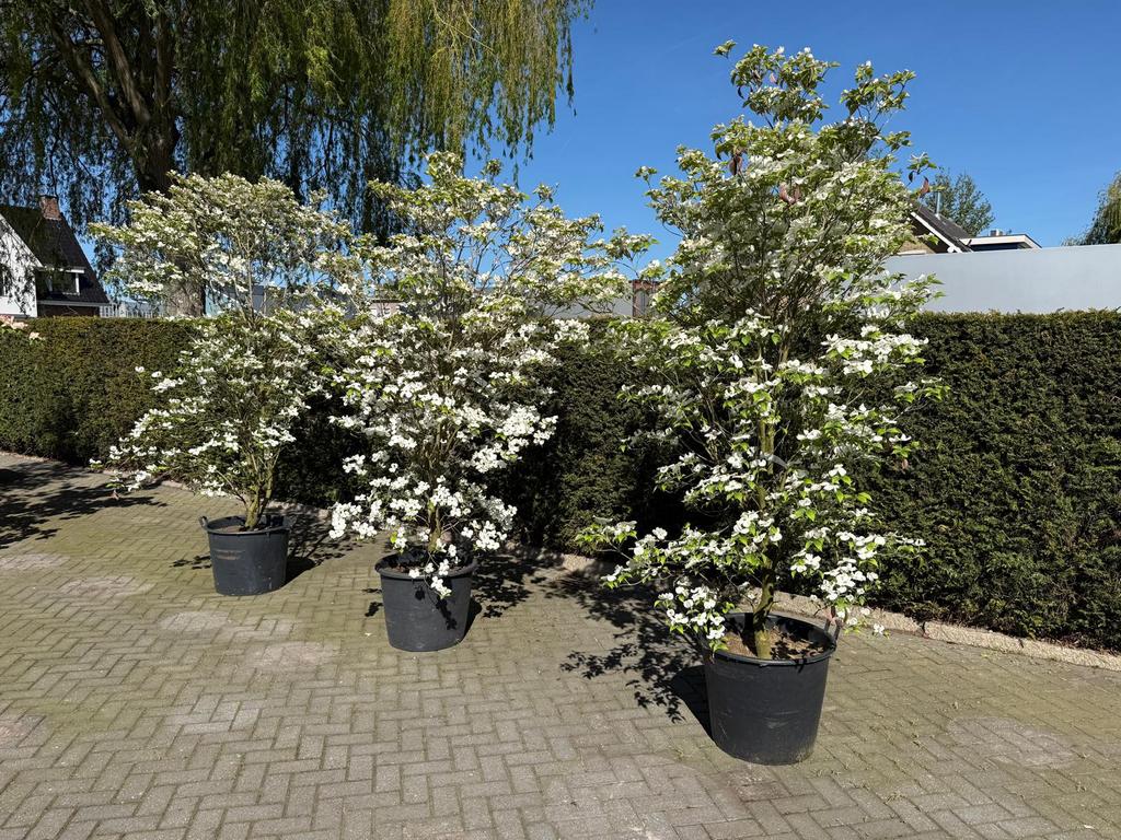 Cornus florida en kouse planthoogte 175/400 cm, Tuin en Terras, Planten | Bomen, Ophalen, Zomer, Volle zon, Overige soorten