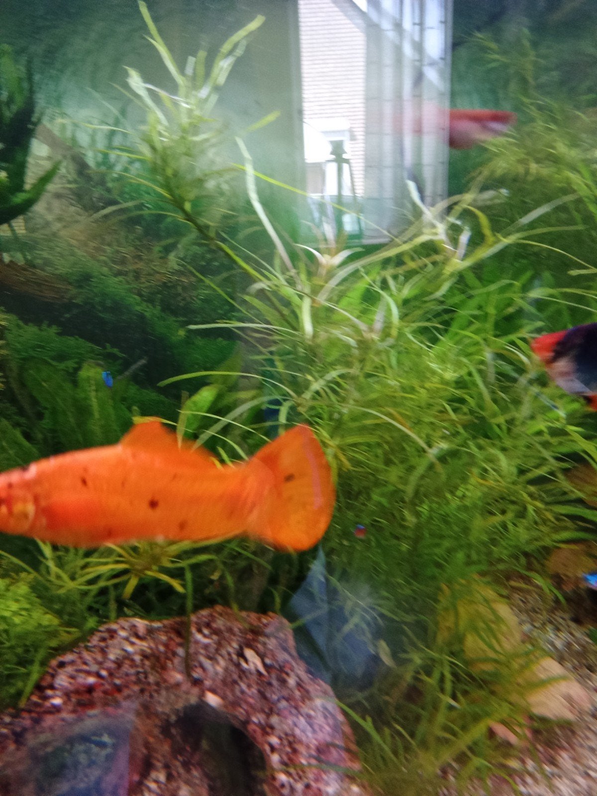 Aquarium vissen., Vis
