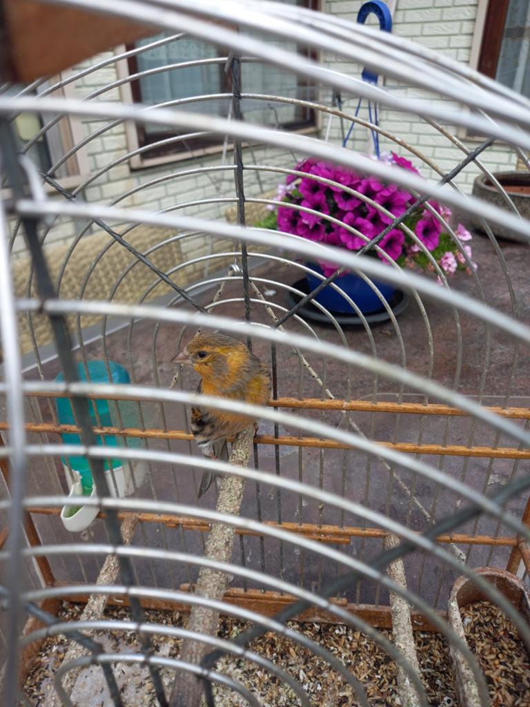 Bastaard kapoetsesijs maal sijs, Dieren en Toebehoren, Mannelijk, Wildzangvogel