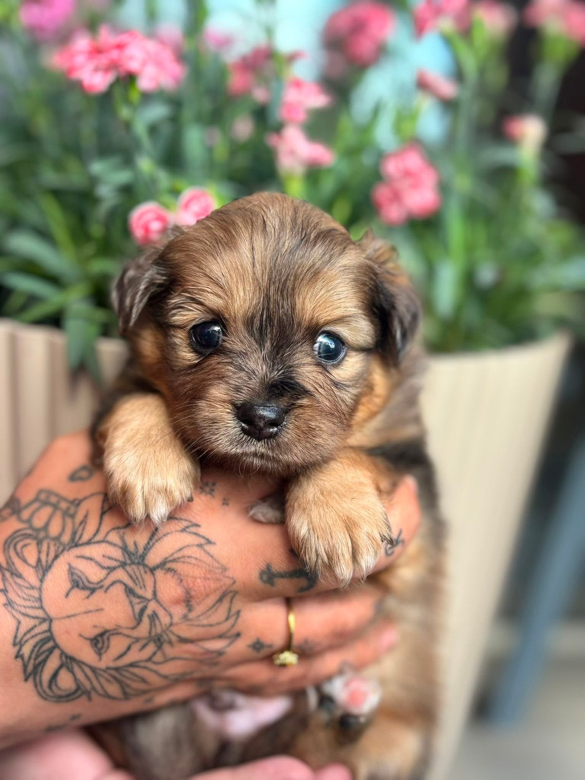4 lieve pomchi’s pups, Dieren en Toebehoren, Keeshond, 8 tot 15 weken, Parvo, Meerdere