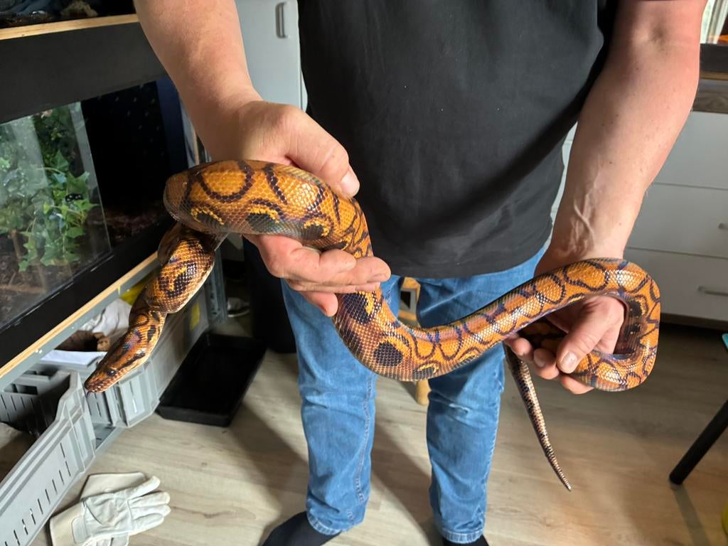 Epicrates cenchria regenboogboa man 1.0, Dieren en Toebehoren, Reptielen en Amfibieën, Slang, 3 tot 6 jaar