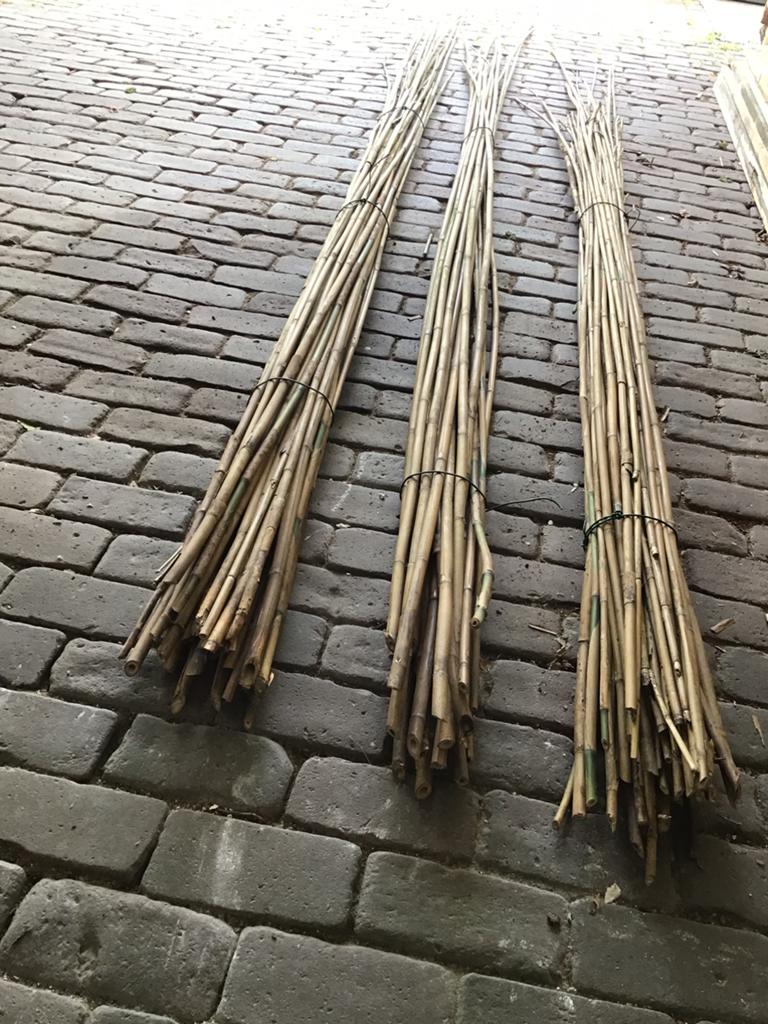 2x bundel Tonkin planten stokken 2 tot 4m  €10 per bundel, Tuin en Terras, Ophalen, Volle zon