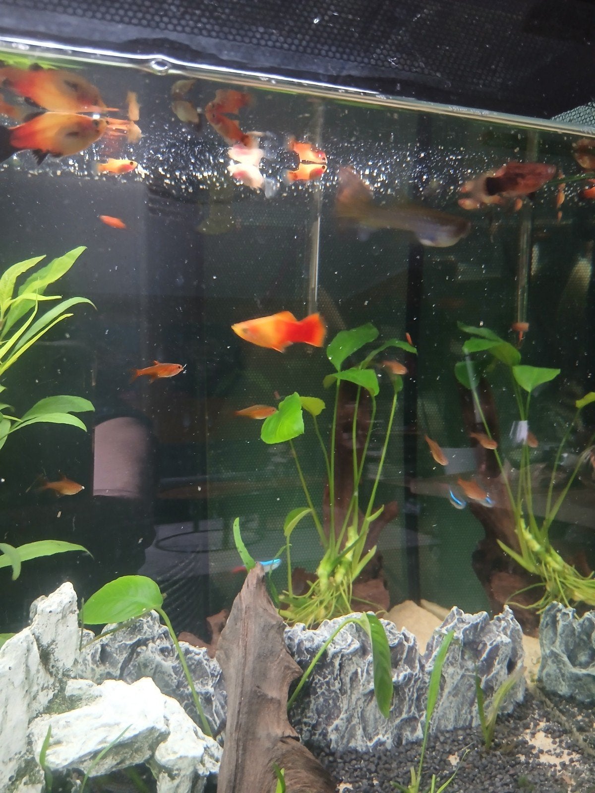 Gratis groep van 7 a 9 Platy's groot en klein, Dieren en Toebehoren, Vissen | Aquariumvissen, Vis