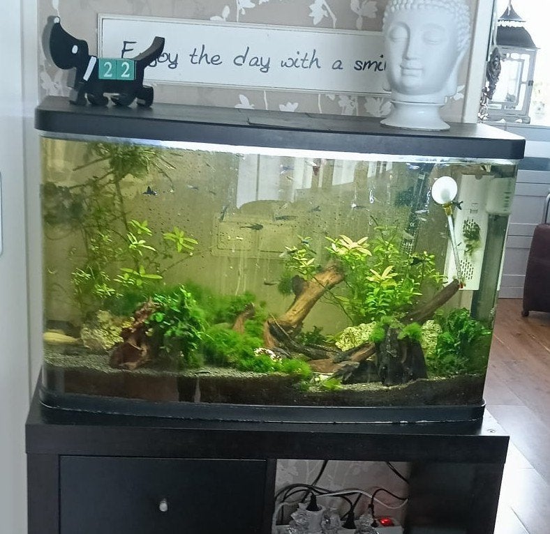 aquarium, Ophalen, Inclusief vissen, Gebruikt, Gevuld zoetwateraquarium