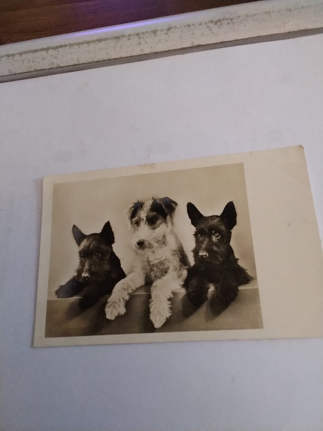 Oude ansichtkaart met drie terriërs 1941 hond, Ophalen of Verzenden, Voor 1920, Gelopen