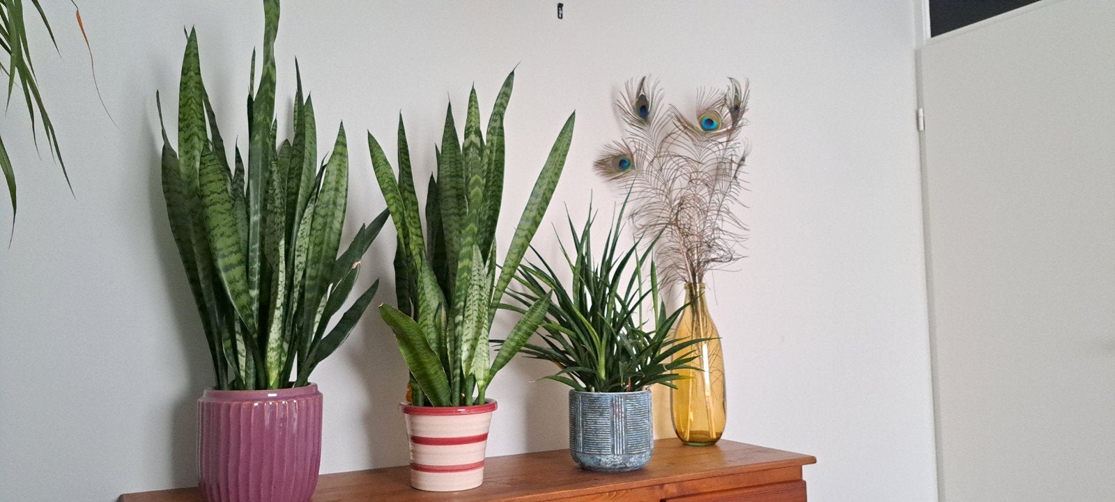 3x sanseveria, €10 per stuk, Huis en Inrichting, Ophalen, Halfschaduw, Minder dan 100 cm