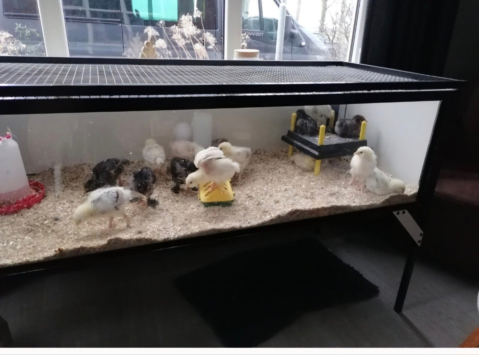 grote kuiken bak opfokbak., Dieren en Toebehoren, Ophalen, Zo goed als nieuw, Overige typen