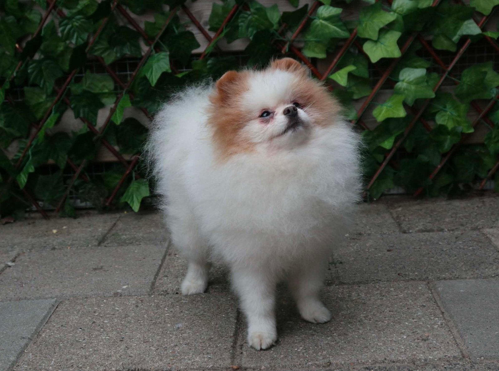 Pomeranian/dwergkees particolor terdekking (niet te koop), Parvo, Fokker | Hobbymatig, Reu, Buitenland