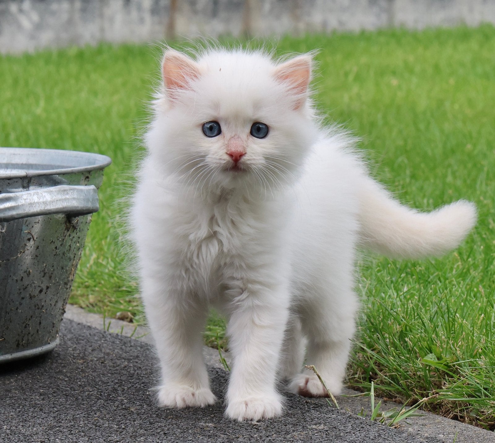 Ragdoll kitten met stamboom uit geteste ouders, Dieren en Toebehoren, Katten en Kittens | Raskatten | Langhaar, Kater, Met stamboom