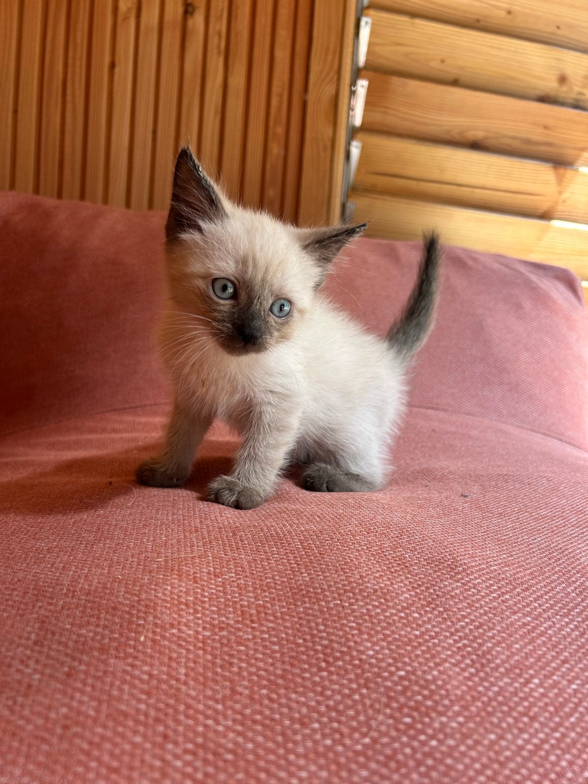 Kittens, Dieren en Toebehoren
