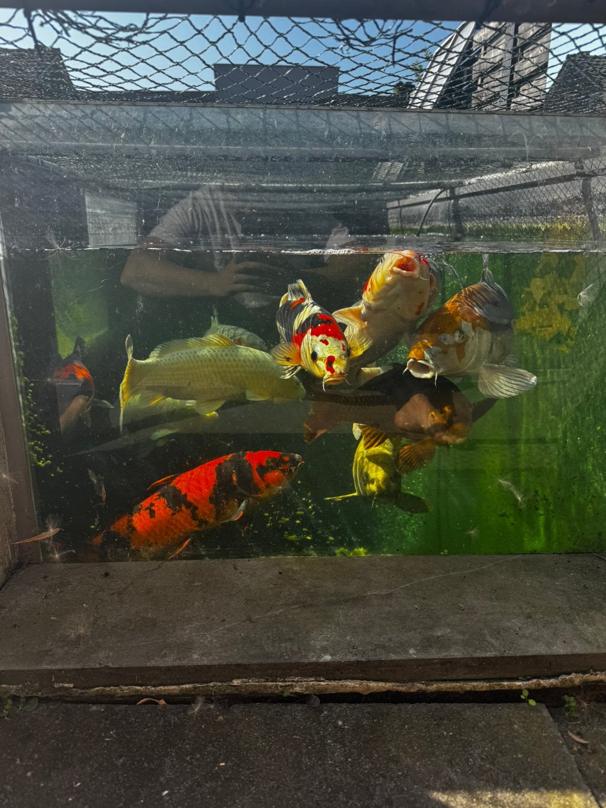 Prachtige grote Japanse koi te koop – liefst complete groep, Vis