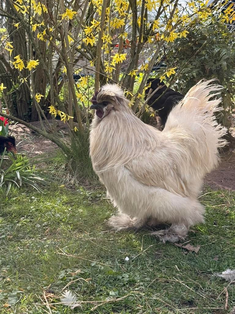 Gezocht zijdehoen hen liefst bruin, Dieren en Toebehoren, Pluimvee, Vrouwelijk, Kip
