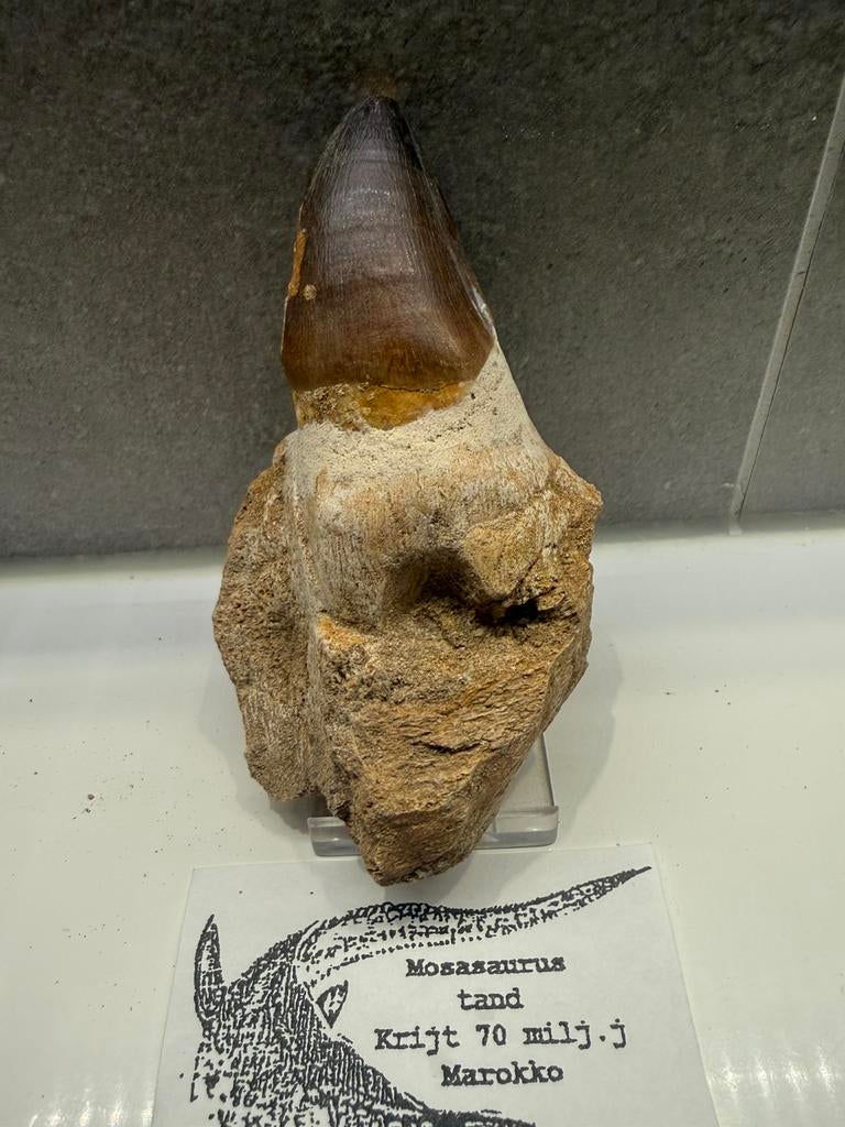 Mosasaurus kaak deel, Ophalen of Verzenden, Fossiel