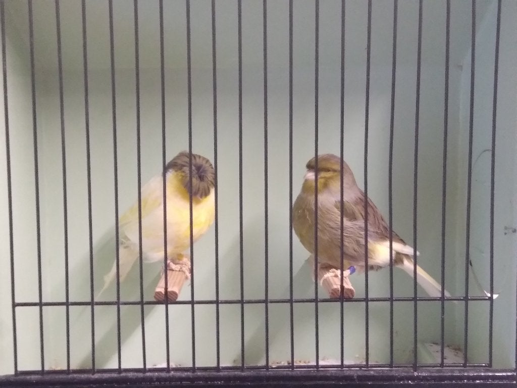 KOPPEL GLOSTER,S, Dieren en Toebehoren, Meerdere dieren, Postuurkanarie