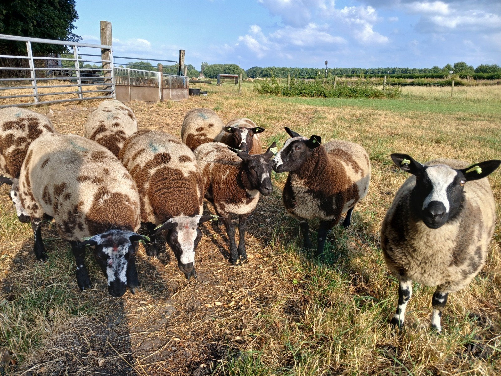 Bonte ooilammeren, Vrouwelijk, Schaap, 0 tot 2 jaar