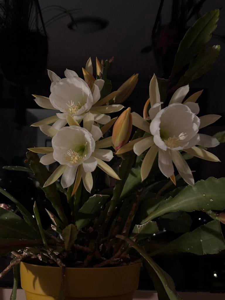 Epiphyllum “Crenatum” gewortelde stekken met uitlopers, Huis en Inrichting, Kamerplanten, Overige soorten, Minder dan 100 cm, Bloeiende kamerplant