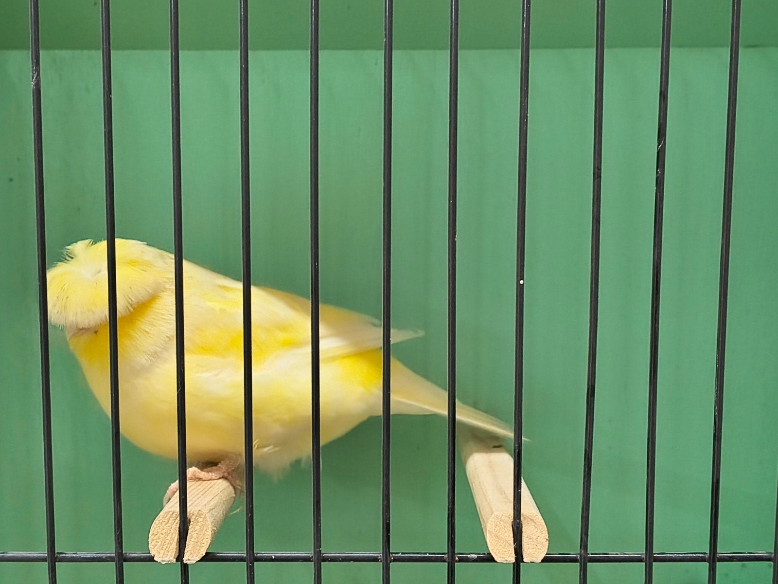 Gloster kanaries, Meerdere dieren, Postuurkanarie