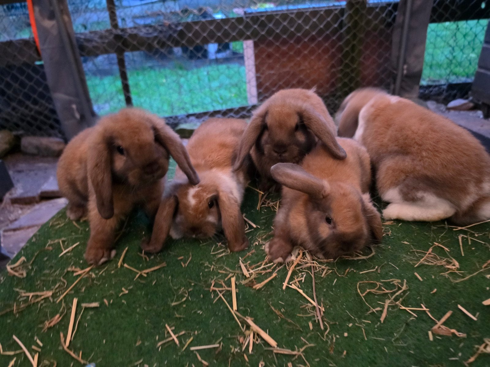 Nederlandse hangoordwergen nhd hangoortjes, Meerdere dieren, Dwerg