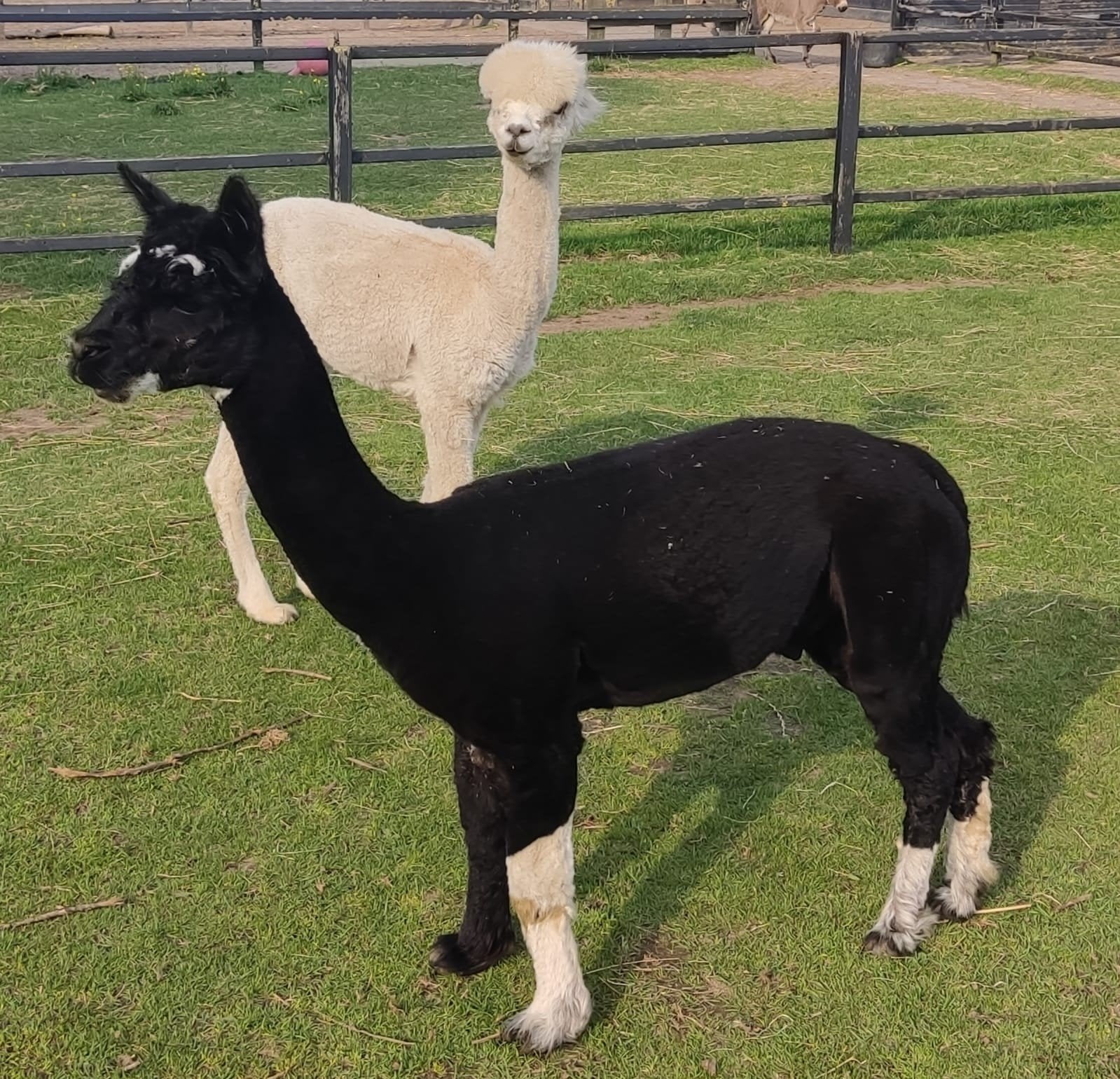 Mini Alpaca zwart/wit bont, Dieren en Toebehoren, Overige Dieren, Juli, Mannelijk