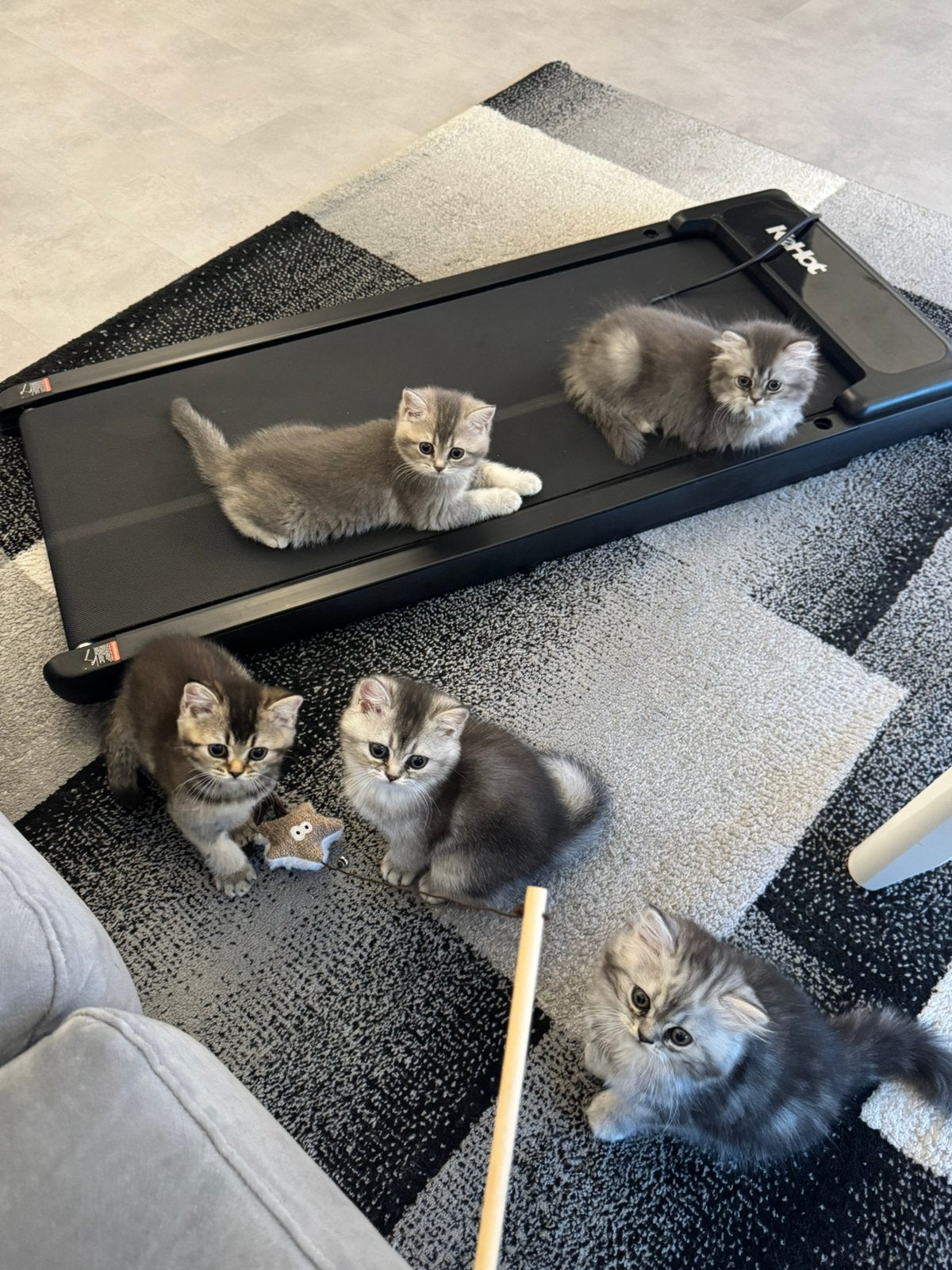 (Nog 3 over!) 5 PRACHTIGE BRITSE KORTHAAR KITTENS!, Meerdere dieren, Ontwormd