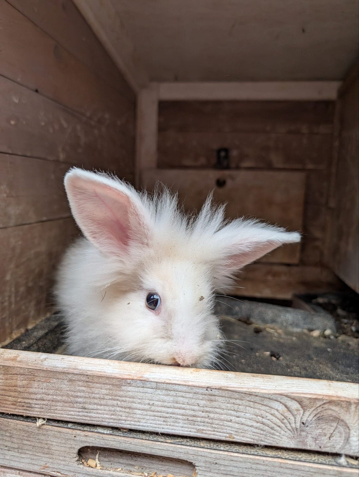 Leeuwenkop  Teddy Widder rammetje, Dieren en Toebehoren, Konijnen, Mannelijk, Dwerg, Hangoor, 0 tot 2 jaar