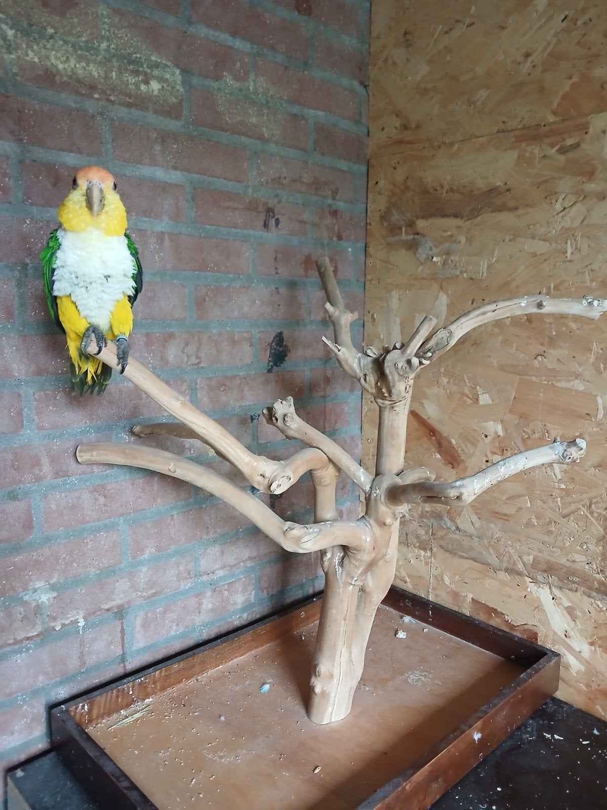 roestkop caique man super tam, Dieren en Toebehoren, Mannelijk, Papegaai, Geringd