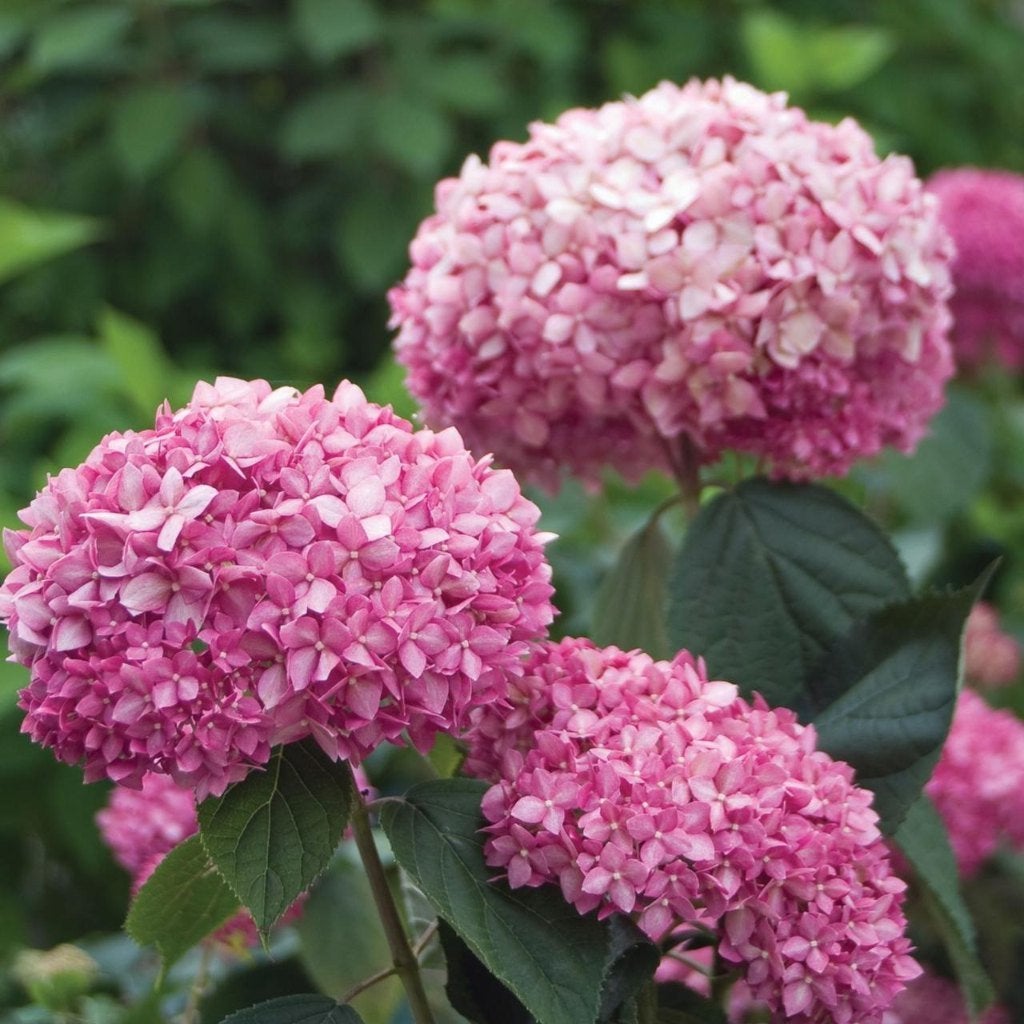 Hydrangea Annabelle Paars - 2 ltr., Tuin en Terras, Ophalen of Verzenden, Overige soorten, Halfschaduw