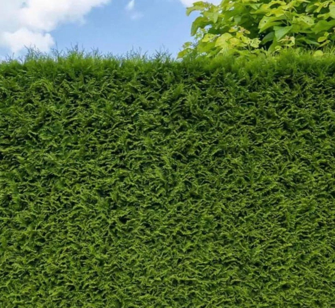 Thuja occidentalis Brabant coniferen, Ophalen of Verzenden, Conifeer, 100 tot 250 cm