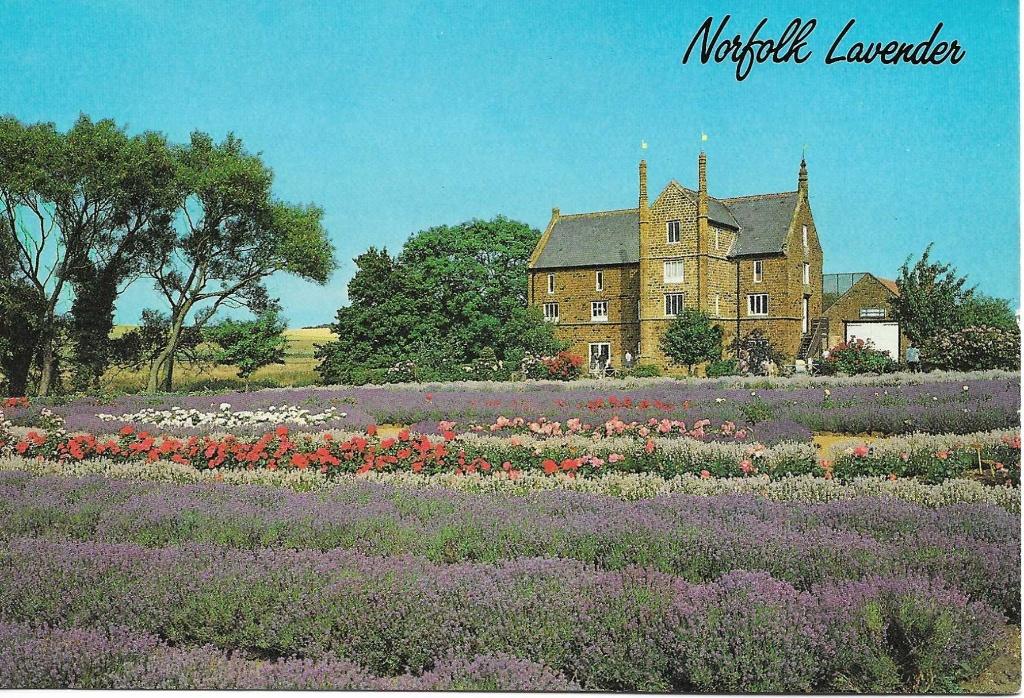 Norfolk- -Lavendel., Verzenden, 1980 tot heden, Ongelopen, Engeland