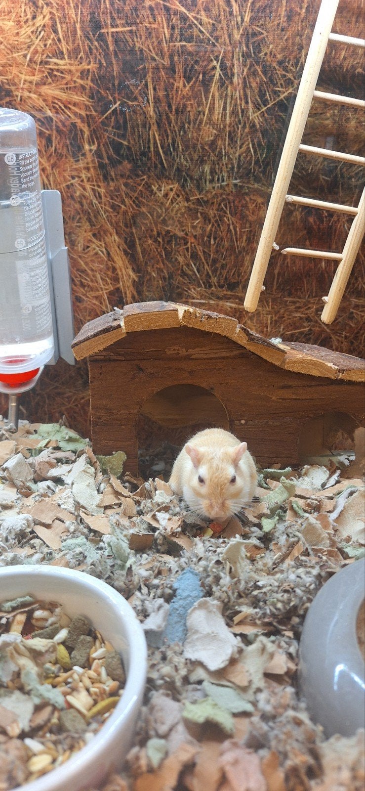 Mongoolse gerbils vrouw, Dieren en Toebehoren, April, Vrouwelijk, Overige typen, Tam