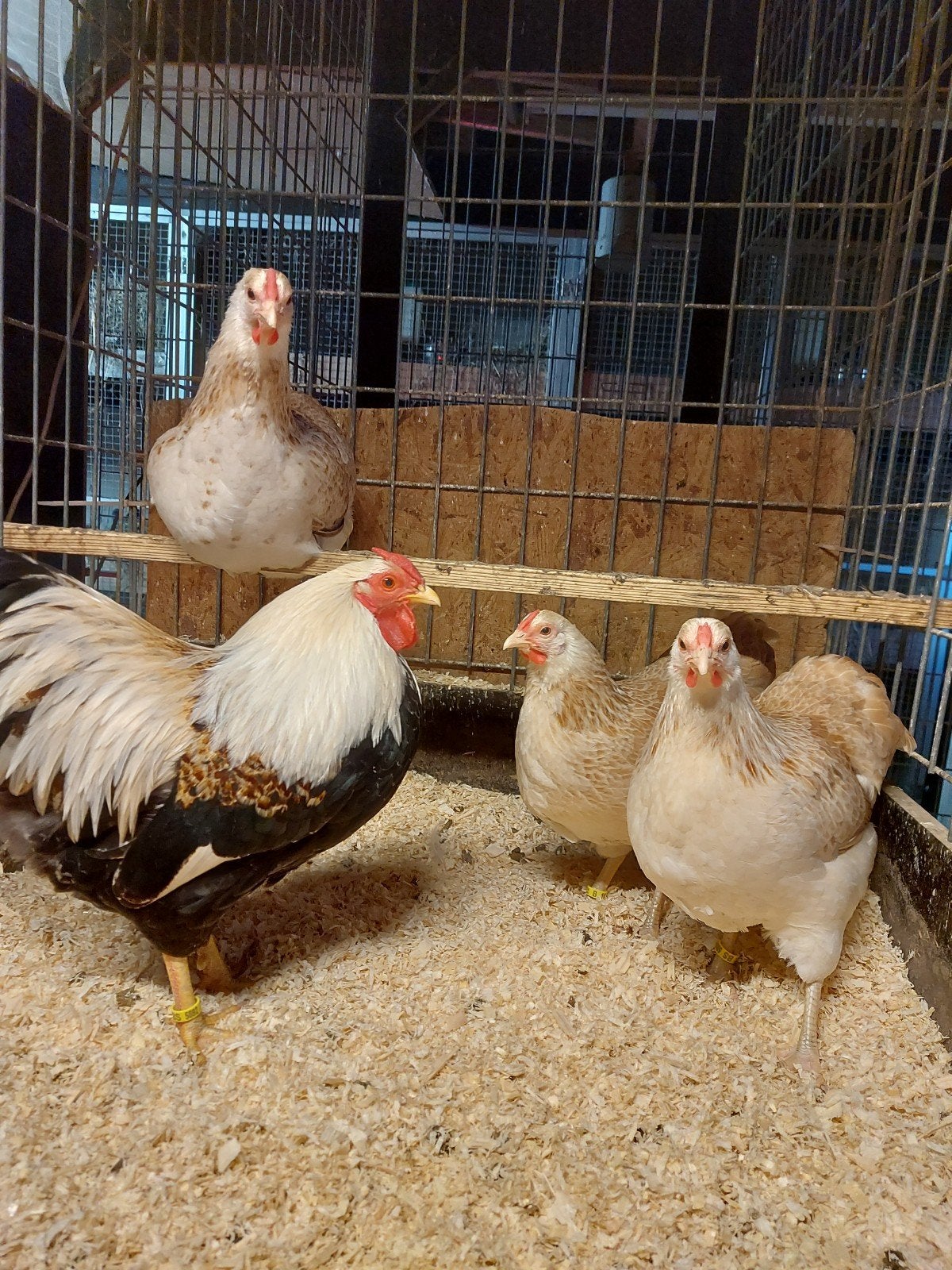 wyandotte kriel zalm, Dieren en Toebehoren, Pluimvee, Meerdere dieren, Kip